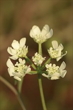 Mediterranean hartwort (Tordylium apulum), flowers, Provence, southern France