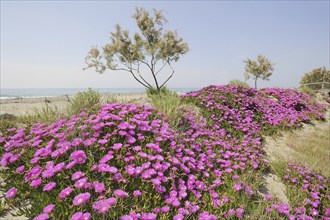 Red noonday flower or Hottentot fig (Carpobrotus acinaciformis) on the beach, Camargue, Provence,