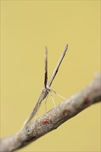 Feather moth (Agdistis spec.), Camargue, Provence, Southern France