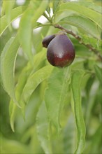 Nectarine (Prunus persica var. nucipersica), unripe fruit on the tree, Provence, southern France