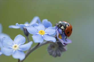 Seven-spot ladybird (Coccinella septempunctata) adult insect on a Forget-me-not flower, Suffolk,