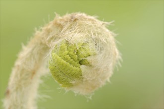 Crown fern or claytosmunda (Osmunda claytoniana), leaf emergence in spring, ornamental plant, North