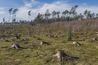 Cleared forest in the Senne landscape, forest, deforestation, environment, climate, deforestation,