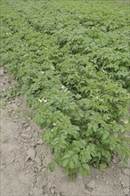 Field with potatoes (Solanum tuberosum), potato field, North Rhine-Westphalia, Germany, Europe