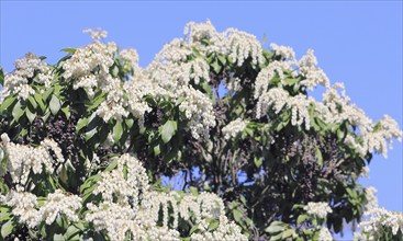 Flowering japanese andromeda (Pieris japonica), North Rhine-Westphalia, Germany, Europe