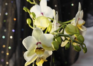 Butterfly orchid (Phalaenopsis), flowers