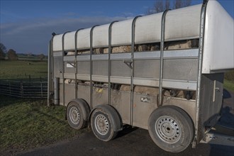 Double-decker livestock trailer loaded with sheep, Mecklenburg-Western Pomerania, Germany, Europe