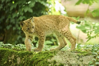 Eurasian lynx (Lynx lynx) youngster walking through a forest, Bavaria, Germany, Europe