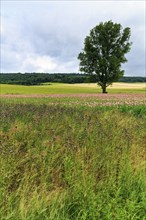 Solitary tree in opium poppy (Papaver somniferum), cultivation of edible poppy, poppy field, pink