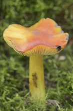 Blackening sapling or conical sapling (Hygrocybe conica, Hygrocybe nigrescens), North