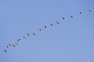 Greater flamingos (Phoenicopterus roseus) flying, Camargue, Provence, southern France