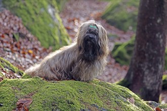 Lhasa Apso