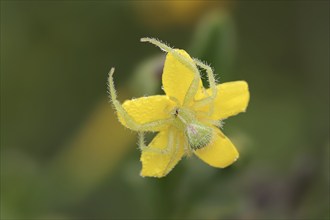 Tirangel crab spider (Heriaeus graminicola), crab spider on a flower of shrubby jasmine