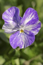 Horned pansy (Viola cornuta), flower, North Rhine-Westphalia, Germany, Europe