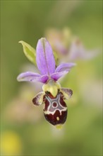 Woodcock bee-orchid (Ophrys scolopax), flower, Provence, southern France