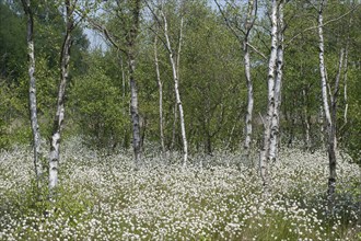 Hare's-tail cottongrass (Eriophorum vaginatum) in a bog, fruit stand, cottongrass flower, Lower