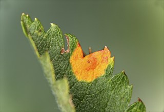 Rust fungus (Gymnosporangium cornutum) on the upper side of a leaf of its host plant, the common