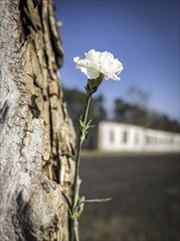 Ravensbrück Memorial in Fürstenberg. Former concentration camp for woman during the National