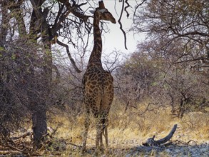 Giraffe under trees in Etosha National Park. Fort Namutoni, Etosha National Park, Namibia, Africa