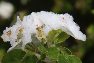 Apple blossoms on a tree in an orchard in the Eastern Ore Mountains. A cold snap led to late