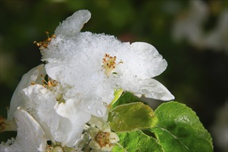 Apple blossoms on a tree in an orchard in the Eastern Ore Mountains. A cold snap led to late