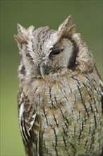 Tropical screech owl or Choliba screech owl (Megascops choliba, Otus choliba), portrait, captive,