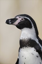 Humboldt penguin (Spheniscus humboldti), captive, occurring in South America