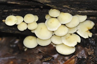 Sulphur tuft (Hypholoma fasciculare), North Rhine-Westphalia, Germany, Europe