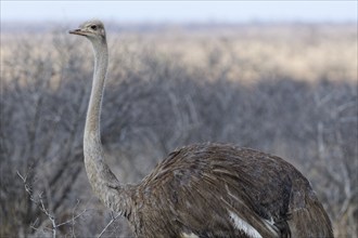 South African ostrich (Struthio camelus australis), adult female walking in dry grassland, alert,