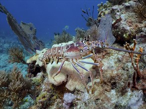 Caribbean spiny crayfish (Panulirus argus) on the seabed near coral. Dive site John Pennekamp Coral