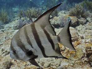 Atlantic spadefish (Chaetodipterus faber) in a typical Caribbean reef landscape. Dive site John