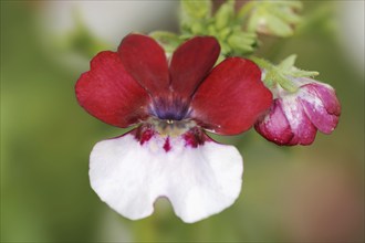 Pouch nemesia (Nemesia strumosa), flower, ornamental plant, North Rhine-Westphalia, Germany, Europe