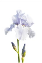 Beautiful multicolored iris flower isolated in white. Close up