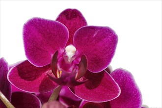 Beautiful orchids of different colors on white and grey background. Phalaenopsis hybrids. Close up