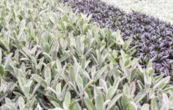 Small succulent plants background. greenhouse, top view, floral texture