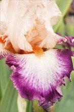 Beautiful multicolored iris flower bloom in the garden. Close up, fragility and summer concept