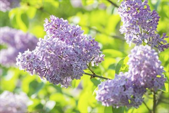 Blooming lilac in the botanical garden in spring