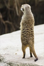 Meerkat staring into the distance at Singapore Zoo