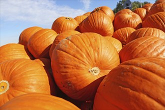 Autumn, the pumpkin season has begun. Sale of pumpkins in a field near Ludwigshafen,