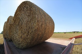 Straw pressed into round bales on a harvested wheat field, loaded onto the trailer for transport