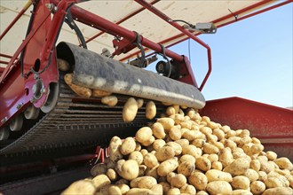 Agriculture potato harvesting with harvester (Mutterstadt, Rhineland-Palatinate)