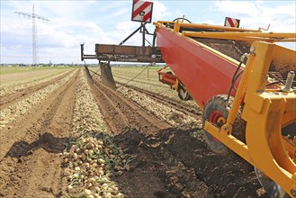 Farmer Markus Frank from Frankenthal during the agricultural onion harvest (onion harvesting)