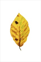 Autumn-coloured leaf of a beech (Fagus sylvatica), copper beech, tree, free-standing, Vechta, Lower