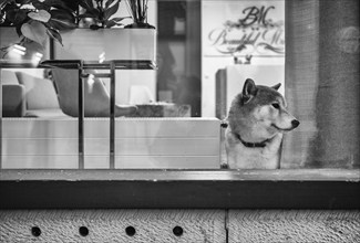 Dog looking curiously out of window, shop window, shop, Stuttgart, Baden-Württemberg, Germany,