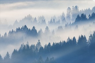 Fog and forest in Oberägeri in the canton of Zug, Switzerland, Europe