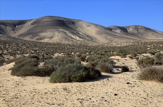 Dry sandy desert Jandia peninsula, Fuerteventura, Canary Islands, Spain, Europe