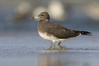 Hemprich's Gull, (Larus hemprichii), medium size, rusty brown, Raysut, Salalah, Dhofar, Oman, Asia