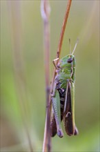 Stripe-winged grasshopper (Stenobothrus lineatus), grasshopper, short-fingered grasshopper, insect,