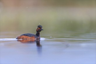 Black-necked grebe (Podiceps nigricollis), swimming in the water, Hides de El Taray / Floating Hid,