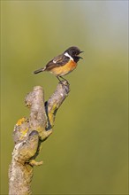 Stonechat, (Saxicola torquata), foraging, male, Bad D¸rkheim district, Eich, Rhineland-Palatinate,